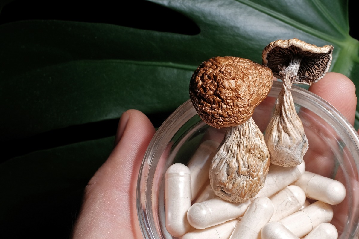 Best mushrooms for Focus in a bowl